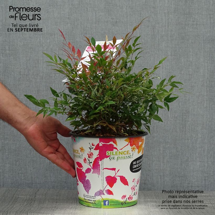 Esemplare di Nandina domestica Red Light Vaso da 3L/4L come consegnato in autunno