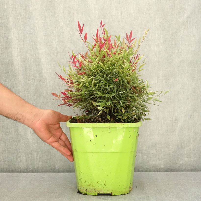 Esemplare di Nandina domestica Red Light Vaso da 7,5L/10L consegnato in estate