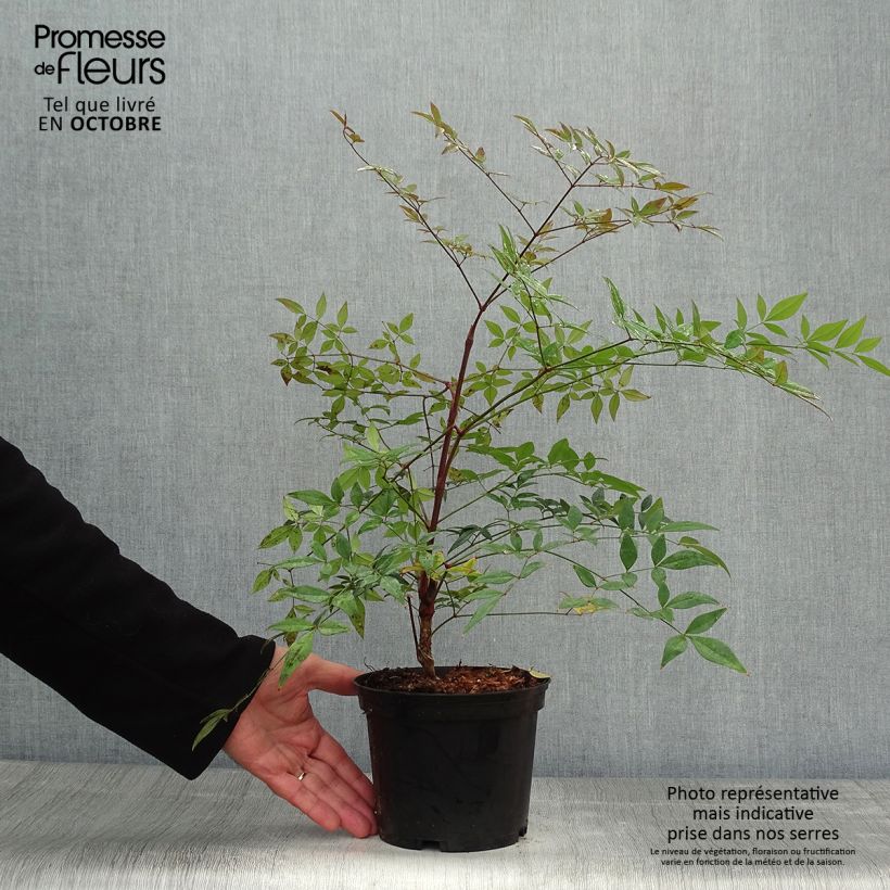 Esemplare di Nandina domestica Richmond Vaso da 2L/3L come consegnato in autunno