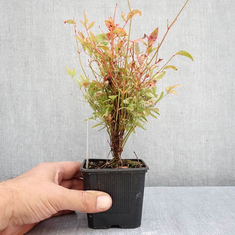 Esemplare di Nandina domestica Twilight Vasetto da 8/9 cm come consegnato in autunno