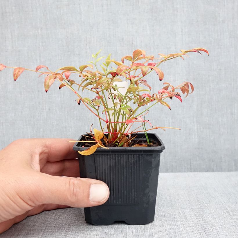 Nandina domestica Obsessed Seika Vasetto da 8/9 cm esemplare consegnato in primavera