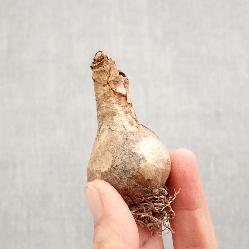 Example of Narciso a fiore doppio Acropolis Bulbo taglia 12+ as you get in automne