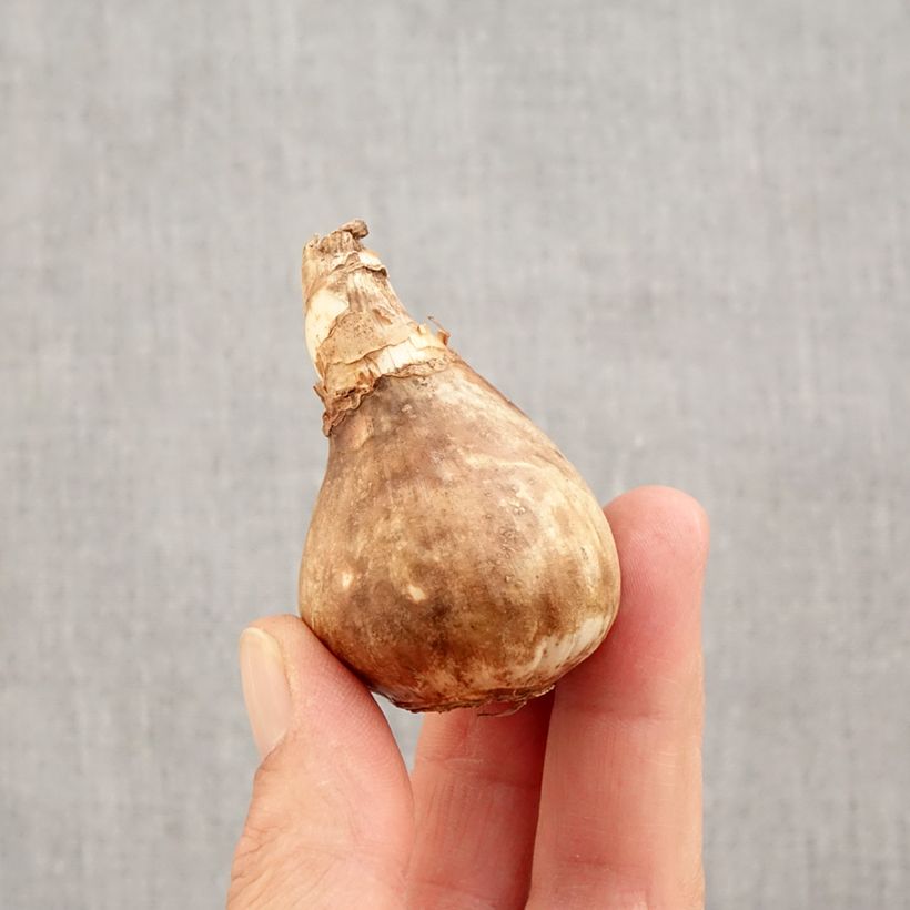 Esemplare di Narciso Tazetta Avalanche Bulbo taglia 14+ come consegnato in autunno