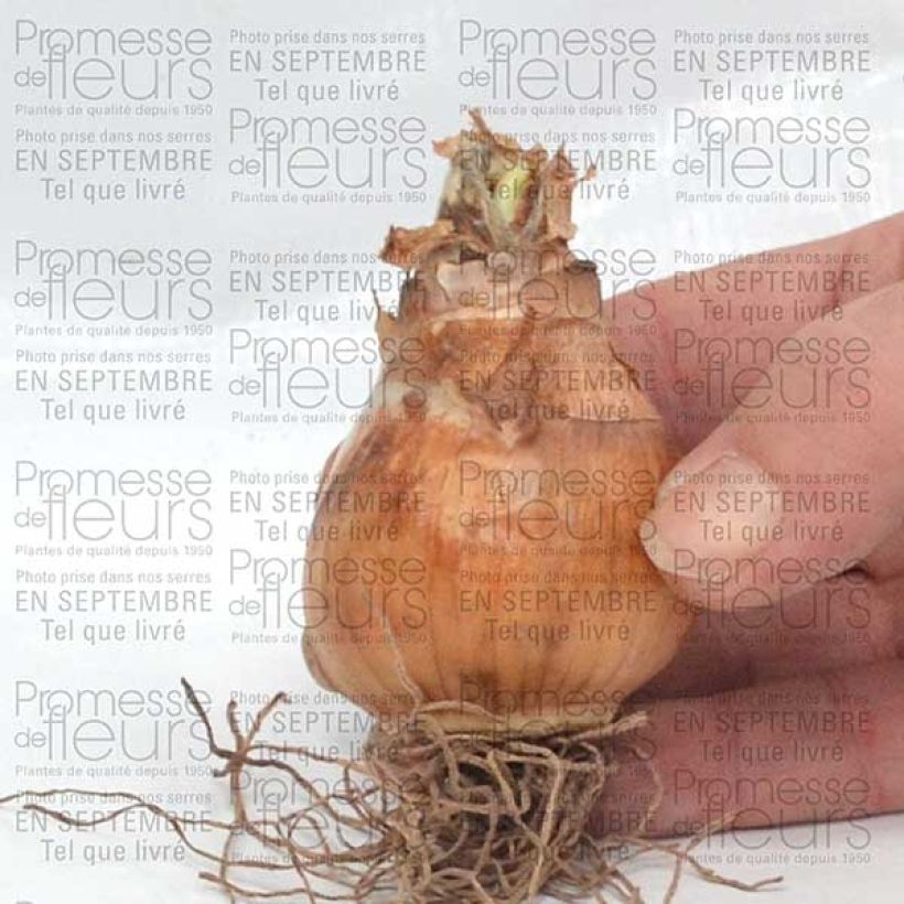 Esempio di esemplare Narciso coronato Avalon Bulbo taglia 12+ come consegnato