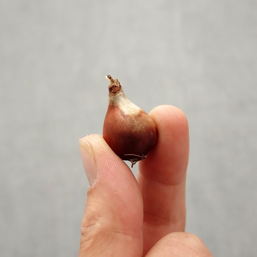 Esemplare di Narciso Baby Moon Bulbo taglia 10+ come consegnato in autunno