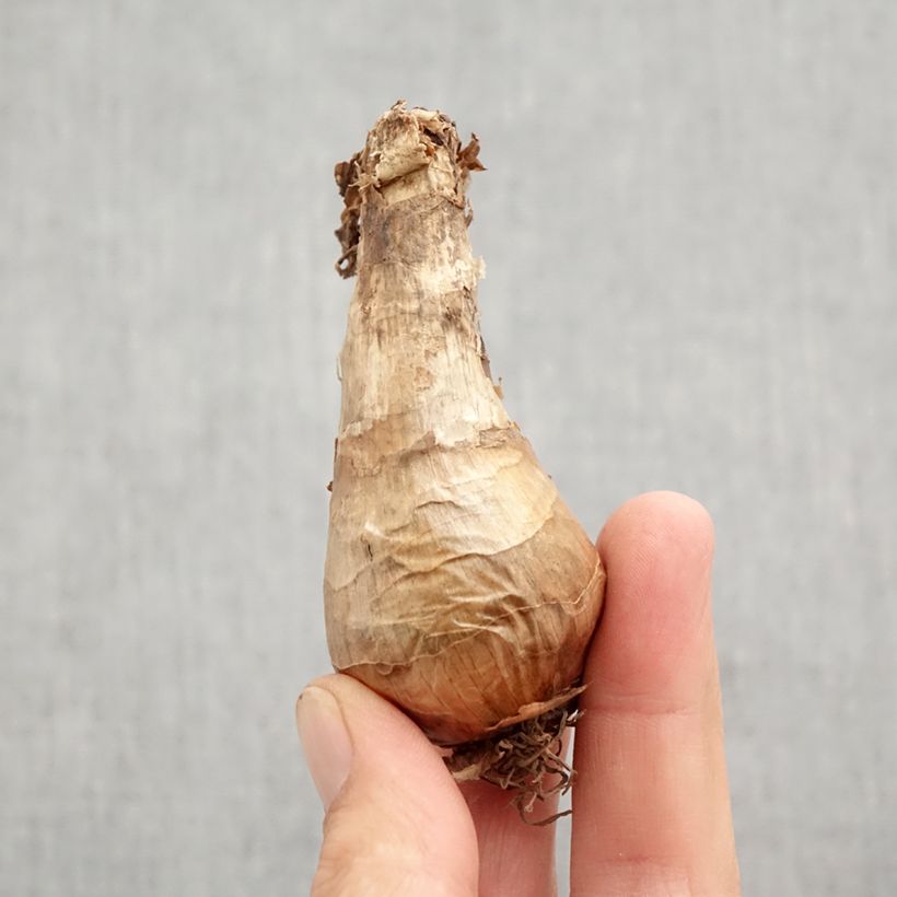 Esemplare di Narciso coronato Berlin Bulbo taglia 12+ come consegnato in autunno