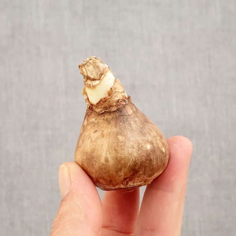 Esemplare di Narciso a fiore orchidea Blazing Starlet Bulbo taglia 14+ come consegnato in autunno