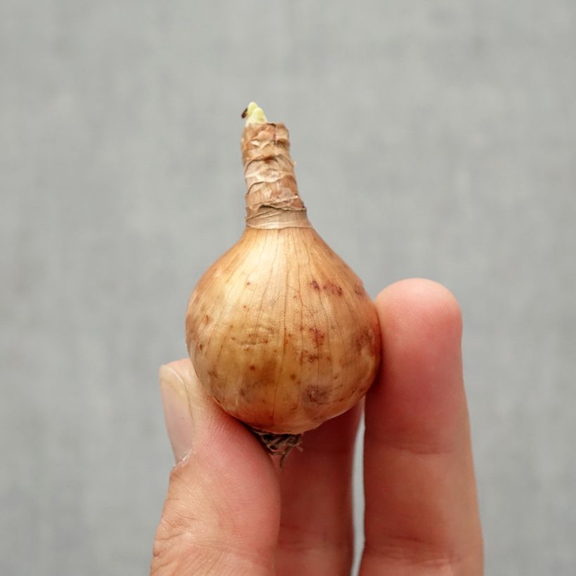 Esemplare di Narciso Blushing Lady Bulbo taglia 10/12 come consegnato in autunno