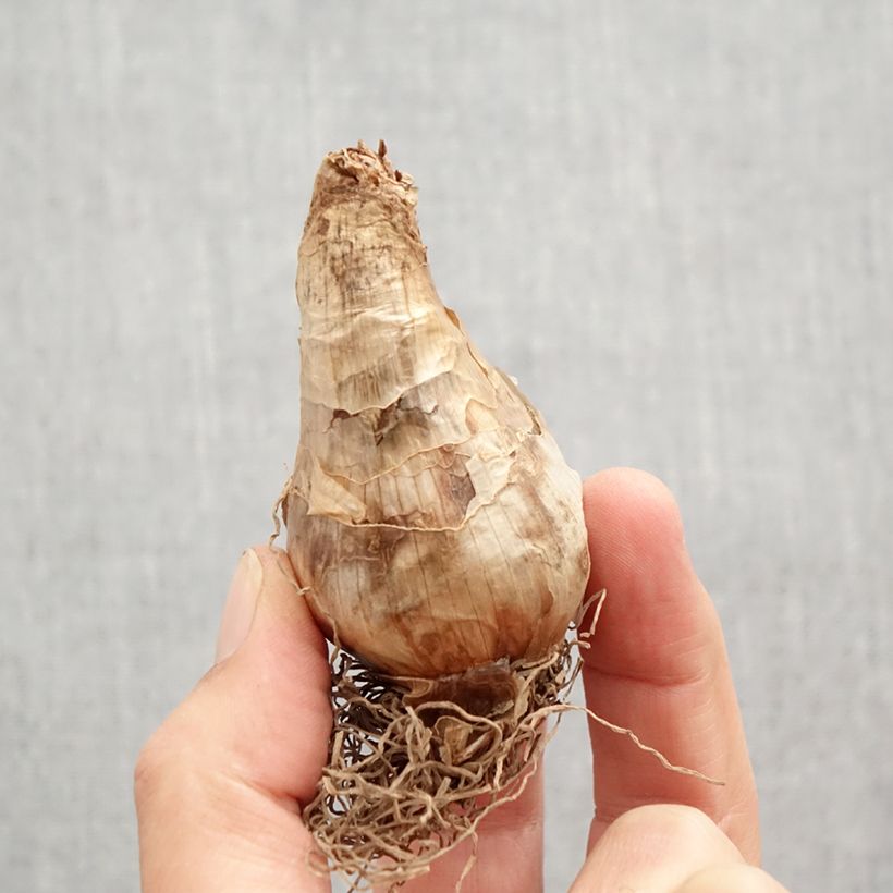 Esemplare di Narciso coronato Brackenhurst Bulbo taglia 12+ come consegnato in autunno