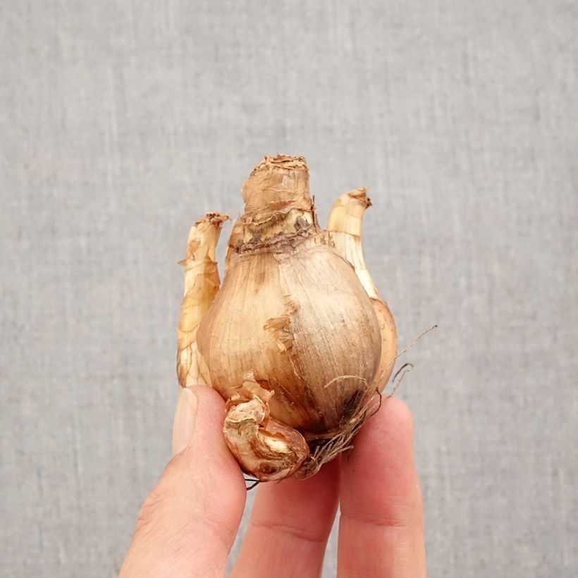 Esemplare di Narciso coronato British Gamble Bulbo taglia 14/16 come consegnato in autunno