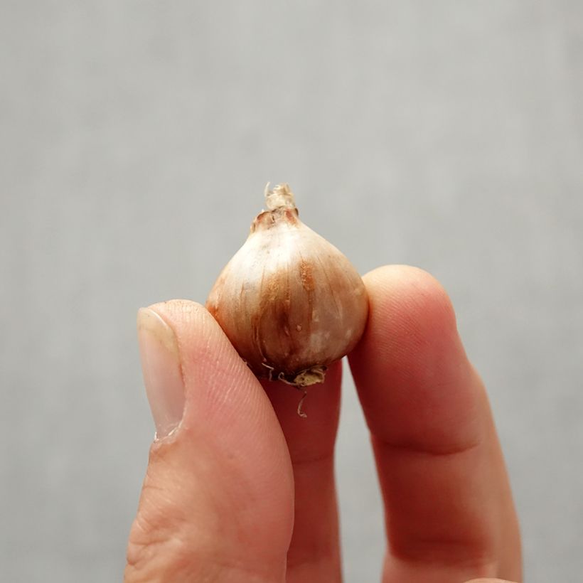 Esemplare di Narcissus bulbocodium Golden Bells Bulbo taglia 6+ come consegnato in autunno