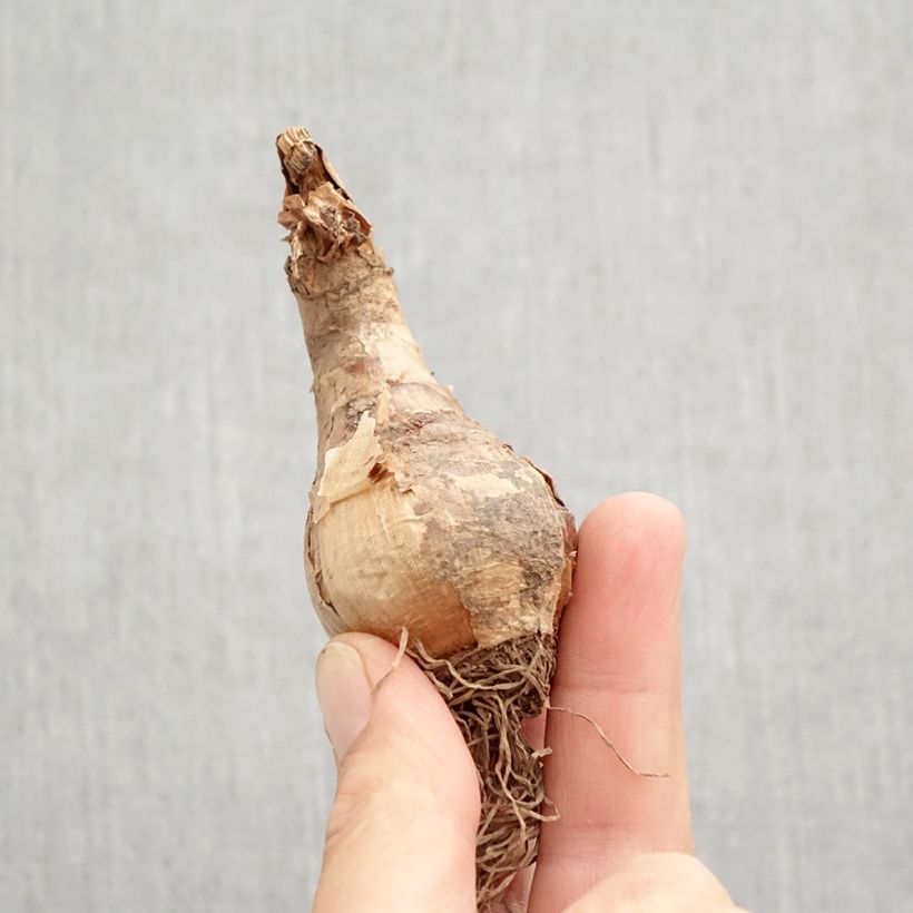 Esemplare di Narciso grande-coronato Camelot Bulbo taglia 12+ come consegnato in autunno