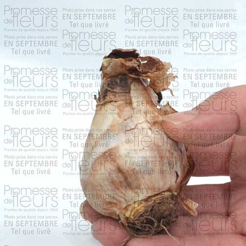 Esempio di esemplare Narcisse Camelot Bulbe calibre 12+ come consegnato