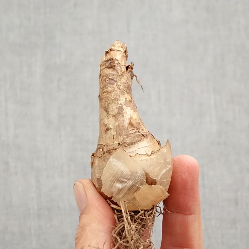 Esemplare di Narciso Cassata Bulbo taglia 12+ come consegnato in autunno