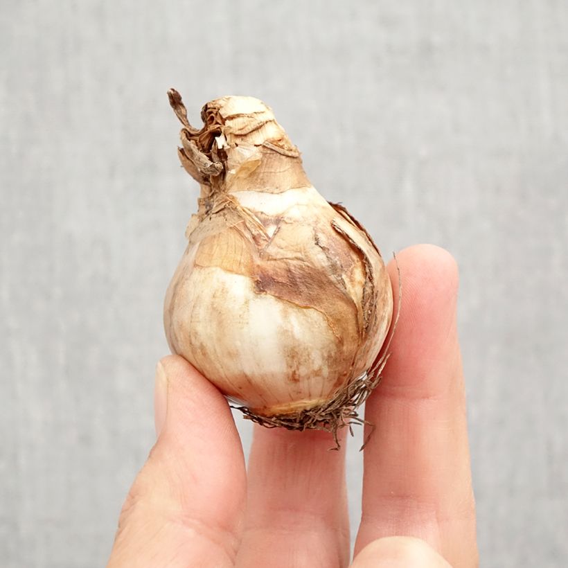 Esemplare di Narciso grande-coronato Changing Colors Bulbo taglia 12+ come consegnato in autunno