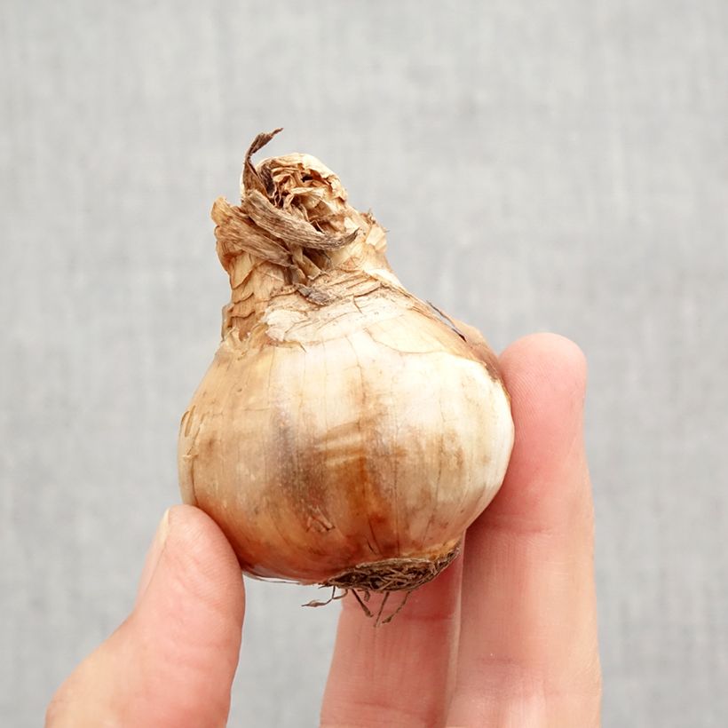 Esemplare di Narciso coronato Chantilly Bulbo taglia 12+ come consegnato in autunno