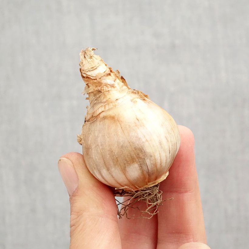 Esemplare di Narciso coronato Copper Queen Bulbo taglia 12+ come consegnato in autunno