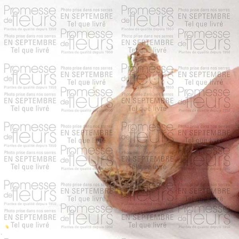 Esempio di esemplare Narcisse Curlew Bulbe calibre 10+ come consegnato