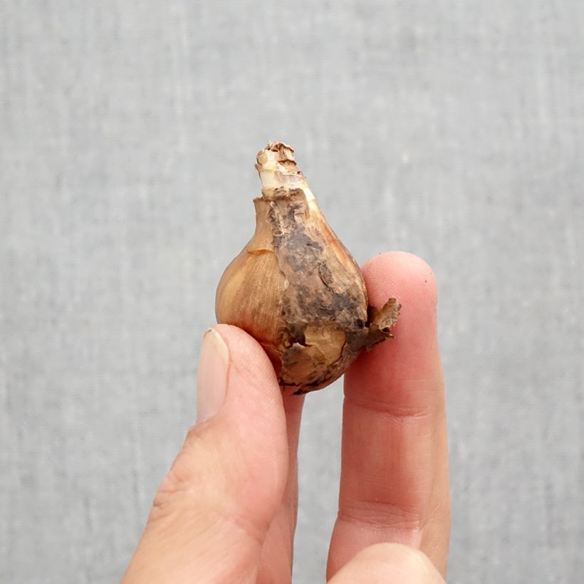 Esemplare di Narciso a tromba Curlew Bulbo taglia 10+ come consegnato in autunno