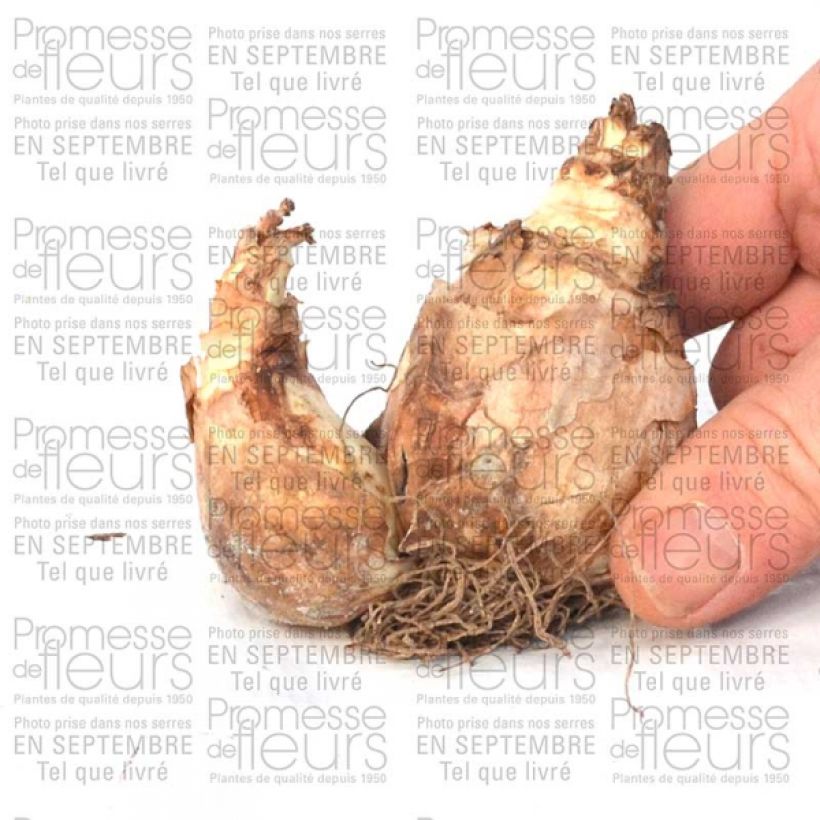 Esempio di esemplare Narcisse Trena Bulbe calibre 12+ come consegnato