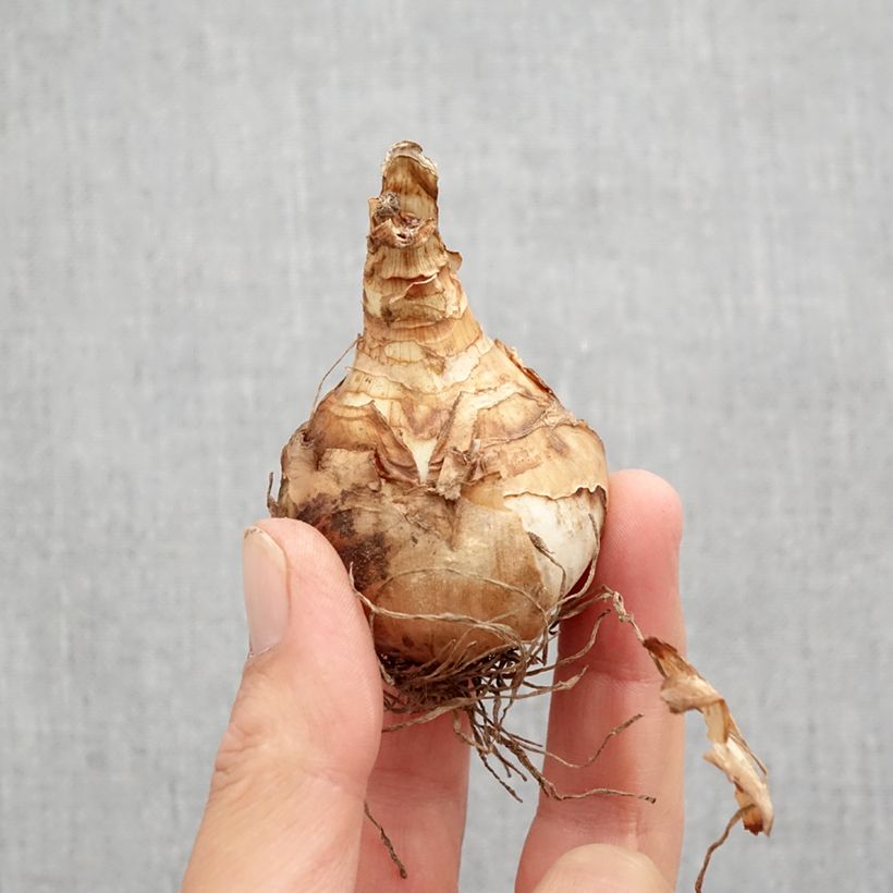 Esemplare di Narciso a fiore doppio Double Beauty Bulbo taglia 12 come consegnato in autunno