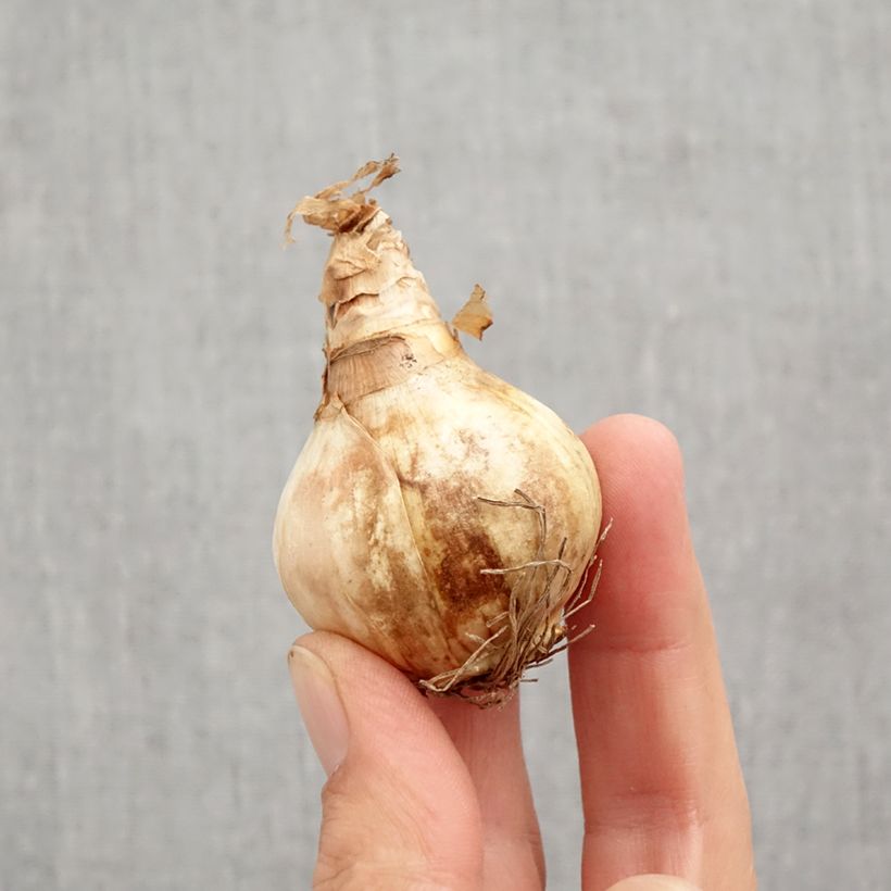 Esemplare di Narciso grande-coronato Dreamlight Bulbo taglia 12+ come consegnato in autunno