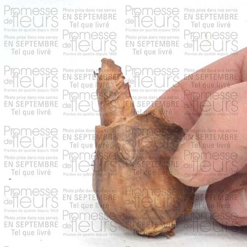 Esempio di esemplare Narcisse Dutch Master Bulbe calibre 12+ come consegnato