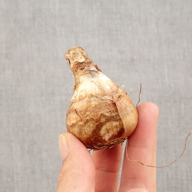 Esemplare di Narciso grande-coronato Early Sensation Bulbo taglia 14+ come consegnato in autunno