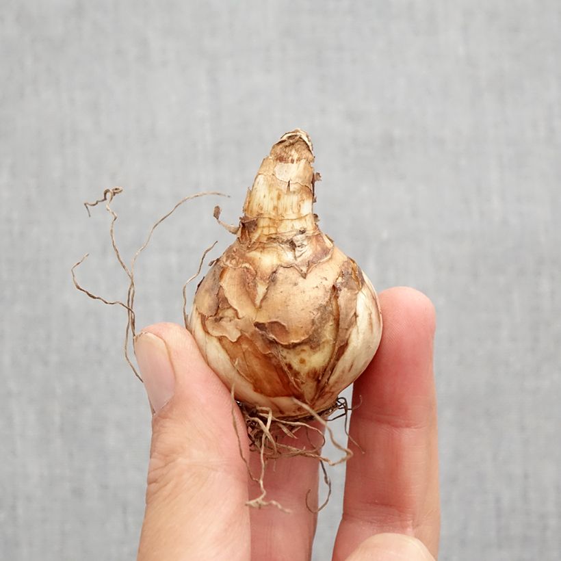 Esemplare di Narciso a fiore doppio Easter Tide Bulbo taglia 12 come consegnato in autunno