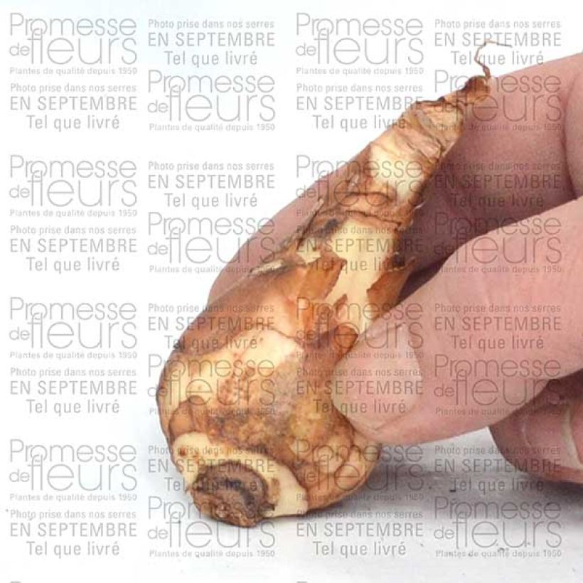 Esempio di esemplare Narcisse Finland Bulbe calibre 14+ come consegnato