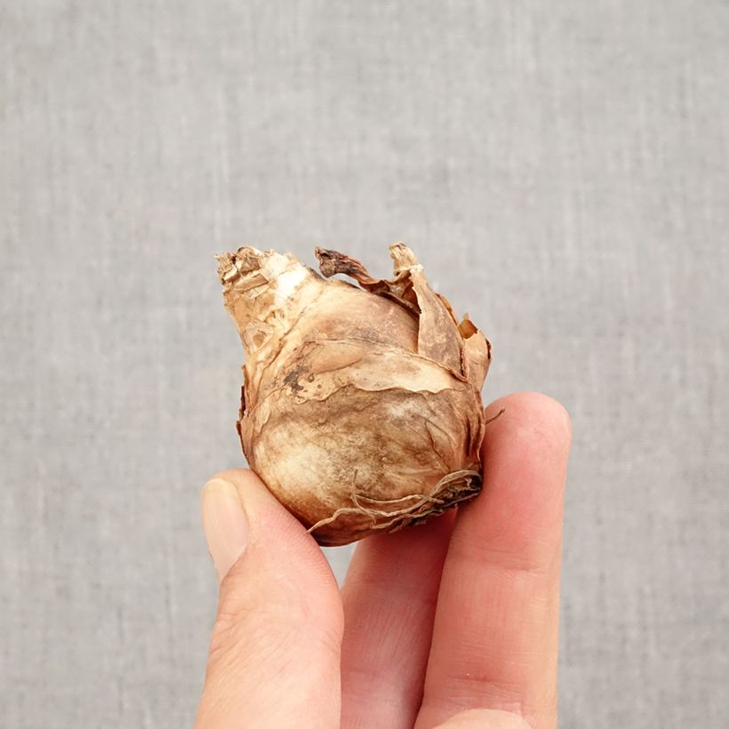 Esemplare di Narciso coronato Finland Bulbo taglia 14+ come consegnato in autunno