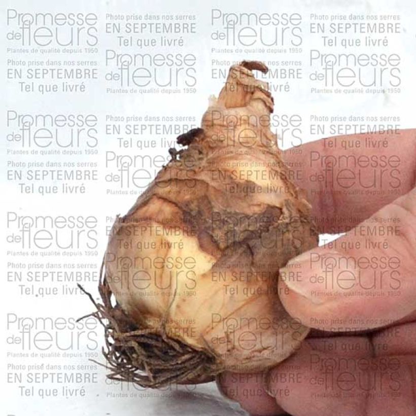 Esempio di esemplare Narcisse Flower Record Bulbe calibre 12+ come consegnato