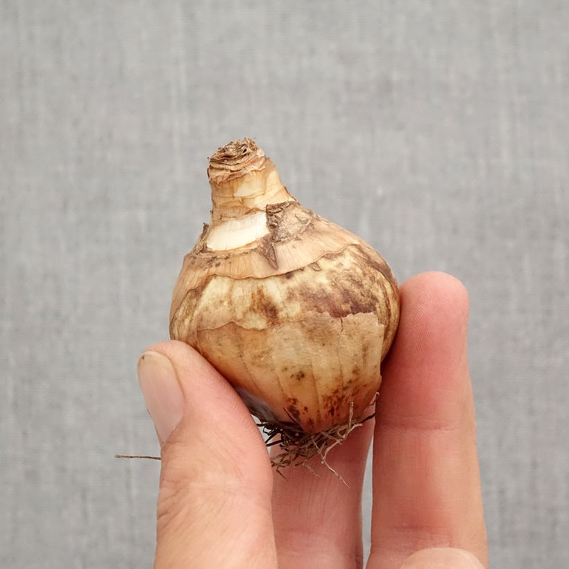 Esemplare di Narciso coronato Flower Record Bulbo taglia 12+ come consegnato in autunno