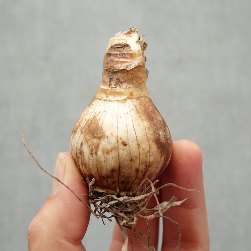 Esemplare di Narciso grande-coronato Foresight Bulbo taglia 22 come consegnato in autunno