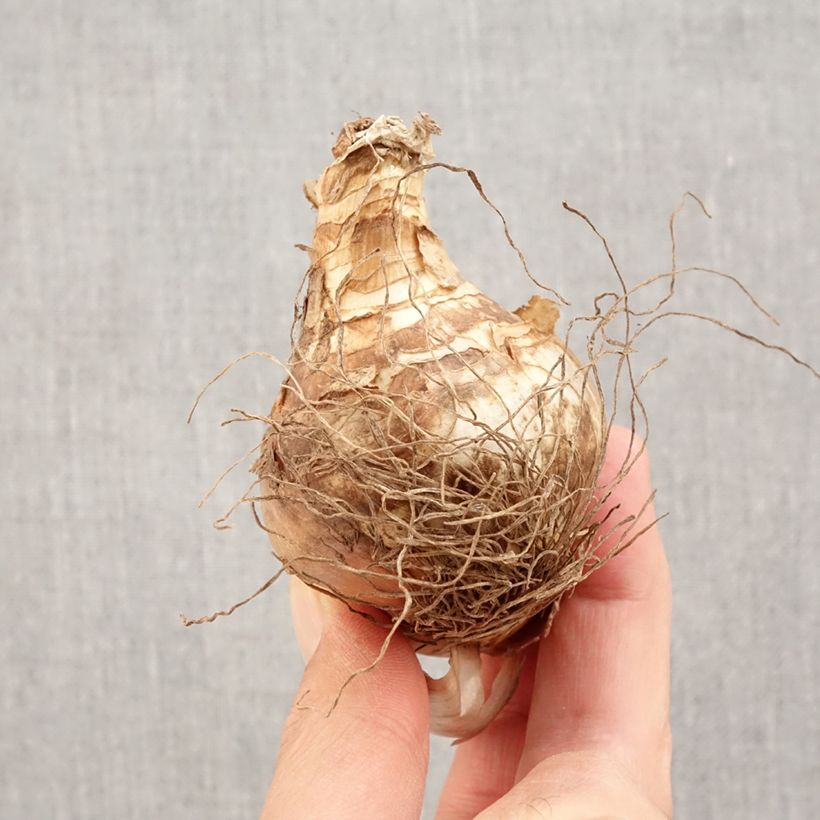 Esemplare di Narciso coronato Fragrant Rose Bulbo taglia 14+ come consegnato in autunno