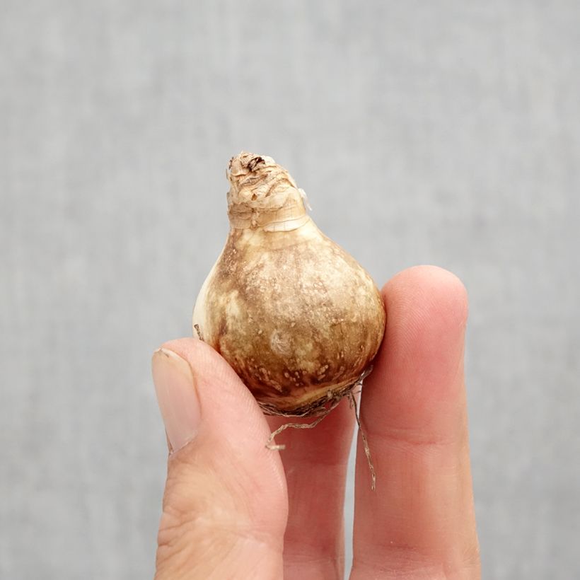 Esemplare di Narciso a tromba Galactic Star Bulbo taglia 10 come consegnato in autunno