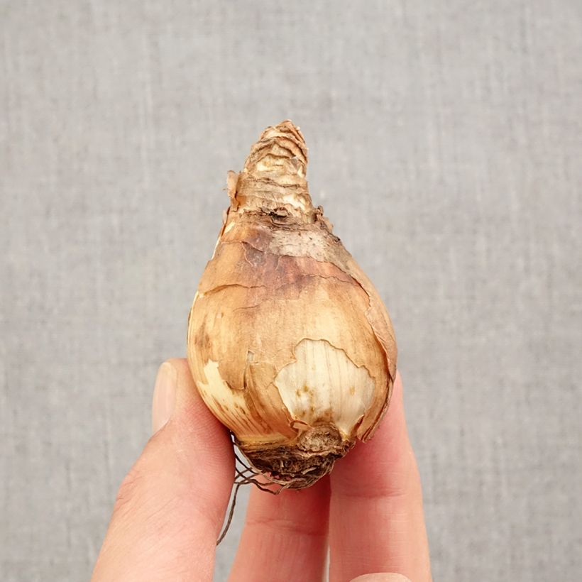 Esemplare di Narciso Tazetta Double Gold Medal Bulbo taglia 14/16 come consegnato in autunno