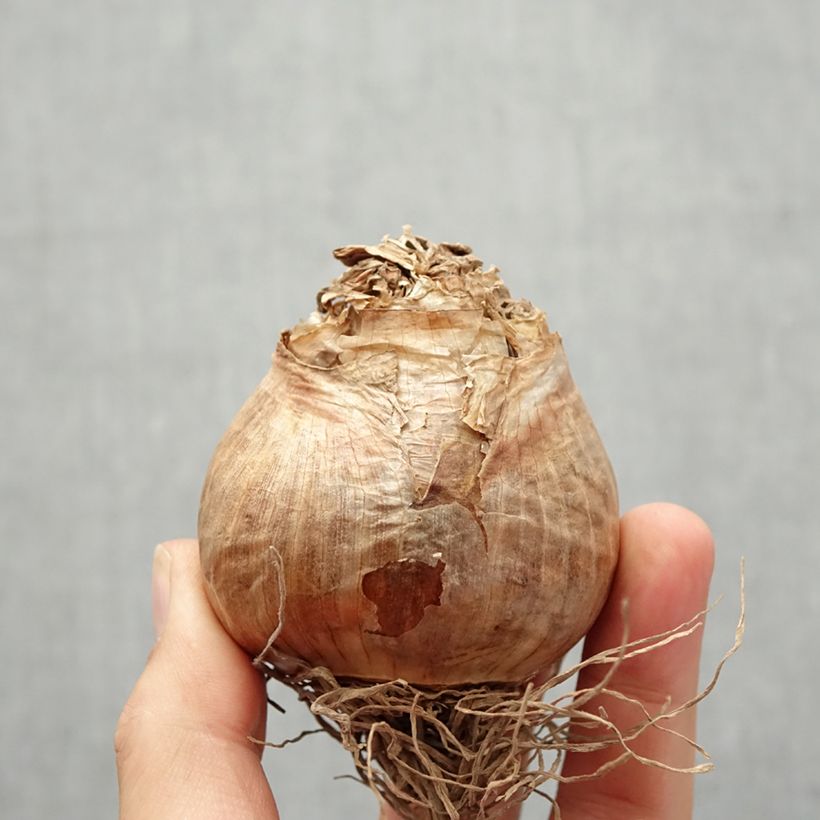 Esemplare di Narciso a fiore doppio Golden Ducat Bulbo taglia 16+ come consegnato in autunno