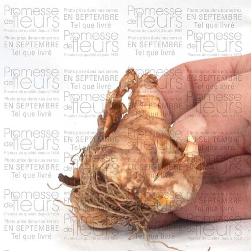 Esempio di esemplare Narcisse Ice King Bulbe calibre 12+ come consegnato