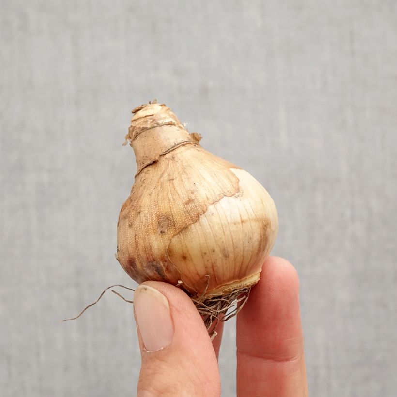 Esemplare di Narciso a fiore doppio Ice King Bulbo taglia 12+ come consegnato in autunno