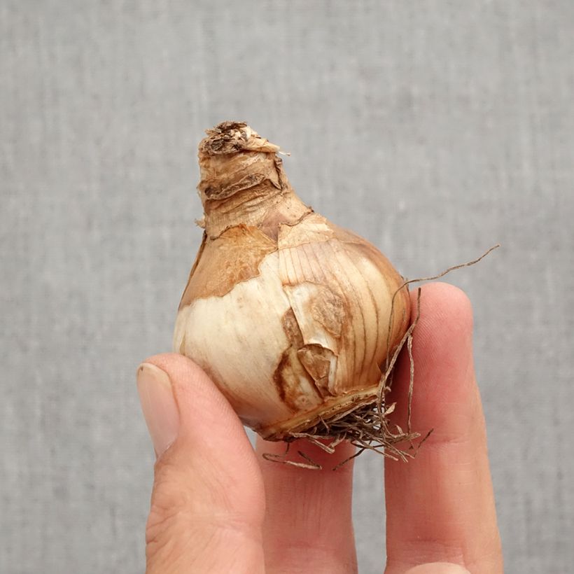 Esemplare di Narciso a fiore doppio Irene Coppeland Bulbo taglia 12+ come consegnato in autunno