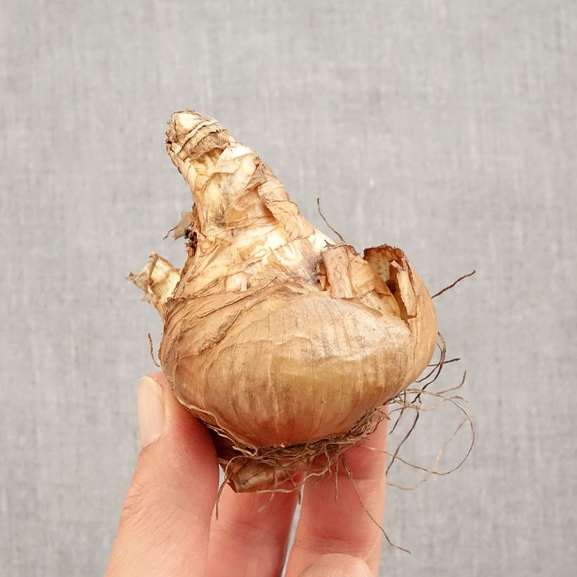 Esemplare di Narciso coronato Jamestown Bulbo taglia 14+ come consegnato in autunno