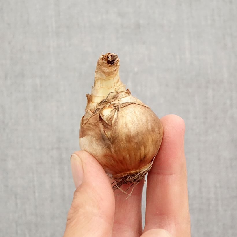 Esemplare di Narciso Juanita Bulbo taglia 12+ come consegnato in autunno