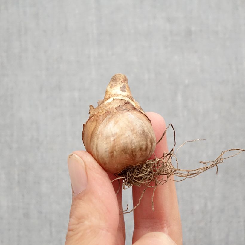 Esemplare di Narciso Katie Heath Bulbo taglia 10+ come consegnato in autunno