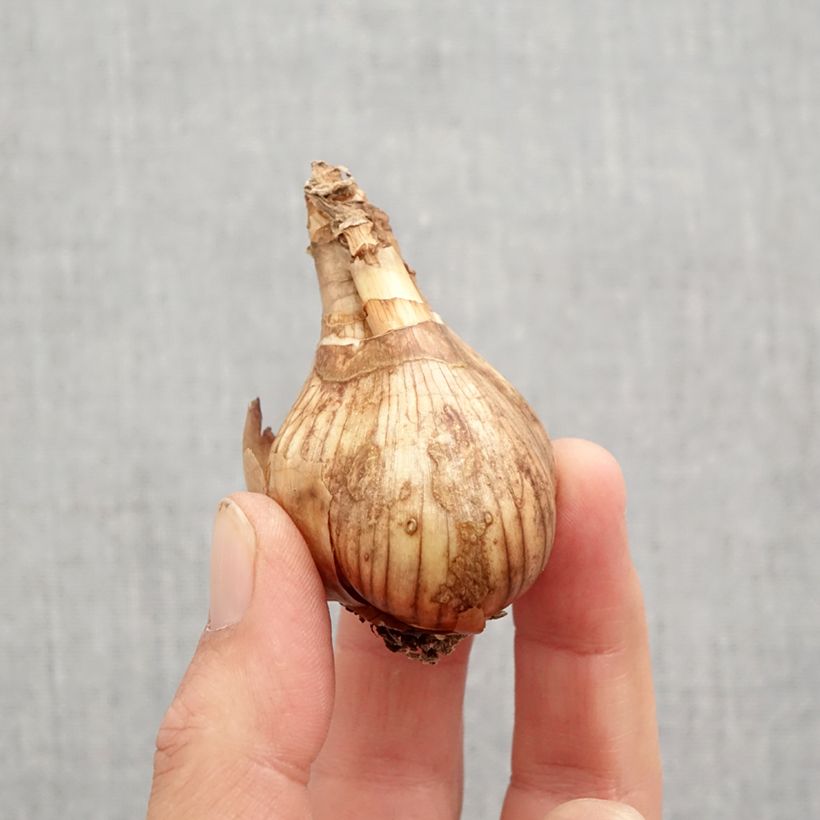 Esemplare di Narciso coronato Lancaster Bulbo taglia 12/14 come consegnato in autunno