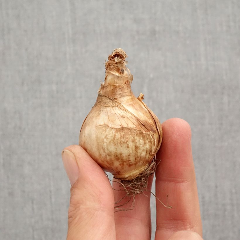 Esemplare di Narciso grande-coronato Lemon Beauty Bulbo taglia 12+ come consegnato in autunno