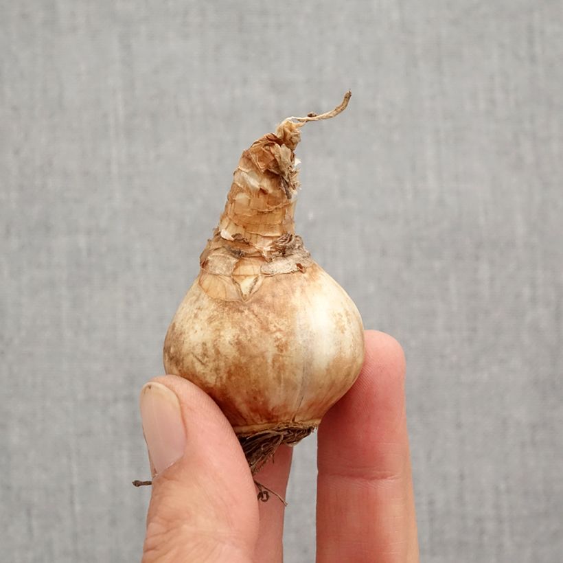 Esemplare di Narciso grande-coronato Louise de Coligny Bulbo taglia 12+ come consegnato in autunno