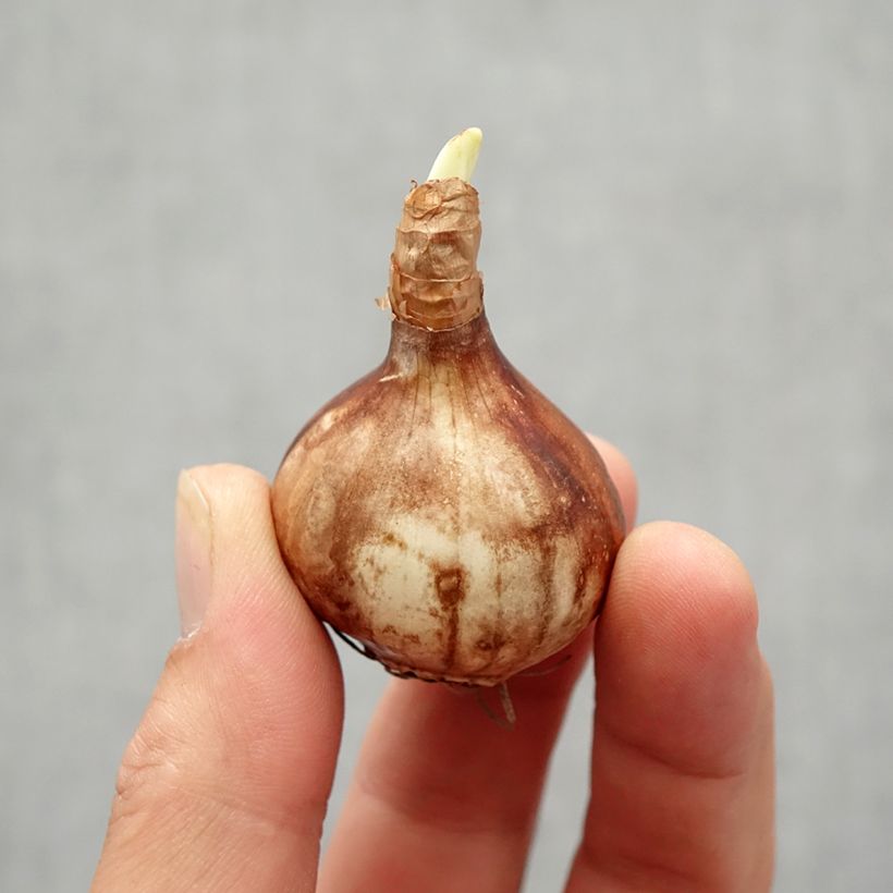 Example of Narciso Martinette Bulbo taglia 12+ as you get in automne