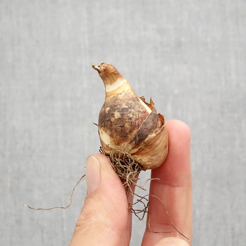 Esemplare di Narciso a tromba Sailboat Bulbo taglia 10+ come consegnato in autunno