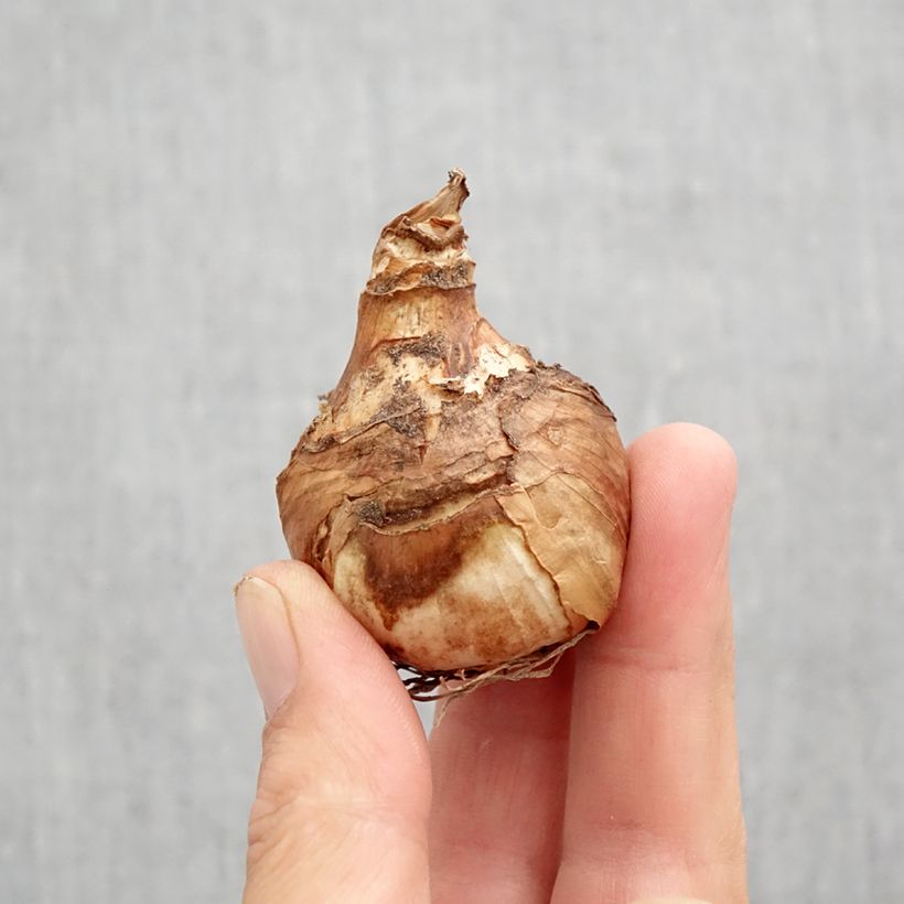 Esemplare di Narciso grande-coronato Misty Glen Bulbo taglia 12 come consegnato in autunno